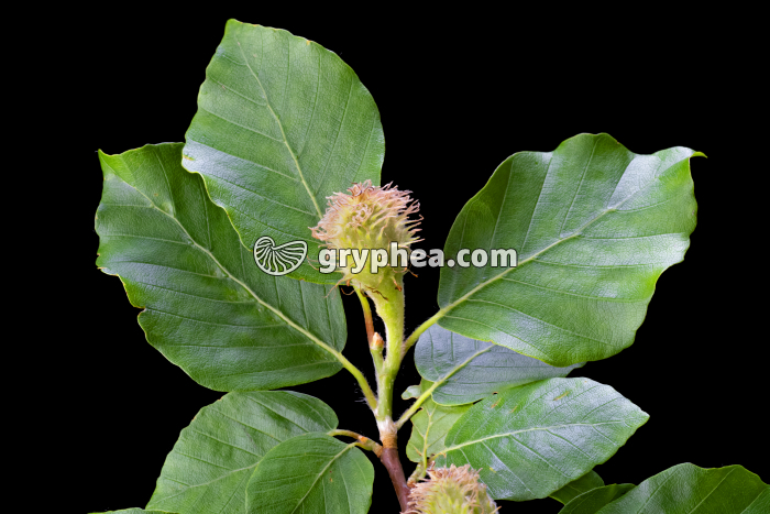 Hêtre - rameau terminal avec feuilles et fruits (Fagus sylvatica) - gryphea.com